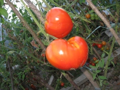 tomates 002.jpg
